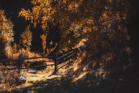 A wooden hedge on a sunny day in autumn mountains blocking a pathway from cattle, the birch tree in the shadow on the right, rocky ground overgrown with yellowed grass, several stones on the leftの写真素材