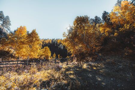 Wide-Angle autumn scenery in the mountains of Altai, Russia, with a wooden hedge surrounded by yellowed trees; a stunning fall landscape with an old fence and hills around overgrown with birchesの写真素材
