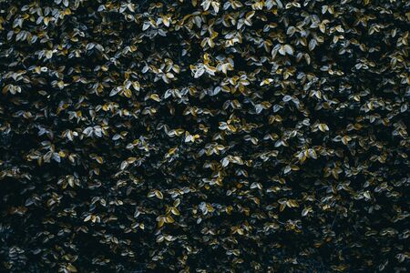 Frontal view of a wall evenly overgrown with a dark plant; the texture of a house facade totally covered by a dark-green growerの写真素材