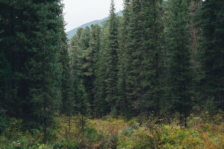 Deep taiga forest thicket with tall pines, firs, cedars, and other coniferous trees, small glade in...