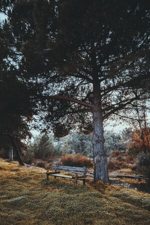 A vertical shot of an old wooden bench in a public park surrounded by a layer of hilly grass and a pine tree nearby, evening, Alcochete, Portugalの写真素材