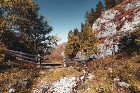 Wide-Angle view of a wooden hedge with rare timbers surrounded by partly yellowed autumn trees in...