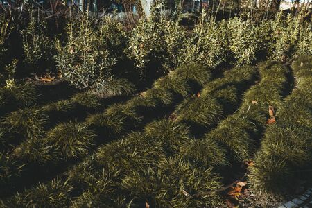 City lawn with rows of green grass tuffets with multiple irrigation system tubes in between of the rows, a row of bushes behind, warm sunny morningの写真素材