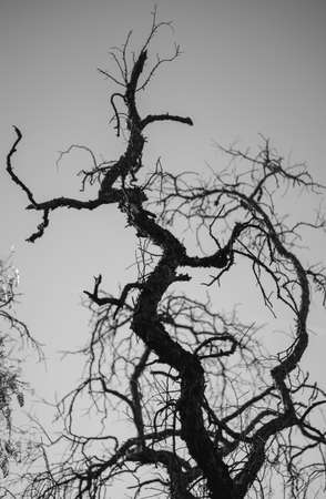 A vertical black and white shot with a shallow depth of field of an old dry branchy bare tree with a selective focus on some branches and parts of the trunkの写真素材