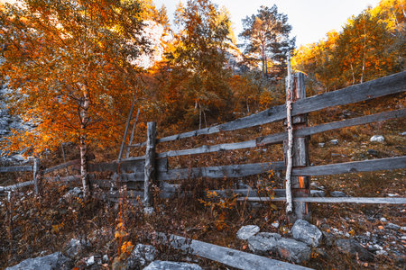 A wide-angle autumn scene with a wooden fence in the foreground and a mountain woods in the background; fall landscape with a wooden hedgeÂ surrounded by birches in the shadow of a hill, Altai, Russiaの写真素材