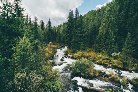 Stunning autumn scenery with a beautiful fast stream in a deep forest with mossy stones in the center; a landscape with a brook in the woods surrounded by firs, cedars, and other conifers of the taigaの写真素材