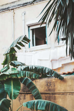 A vertical shot of a window hole of a residential house with a selective focus on the green palm...
