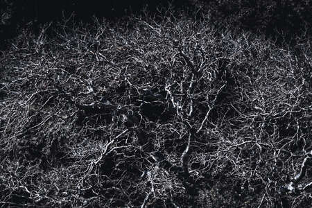 A contrast shot of a huge treetop and the crown with numerous branches; a bare tree outdoors on a...