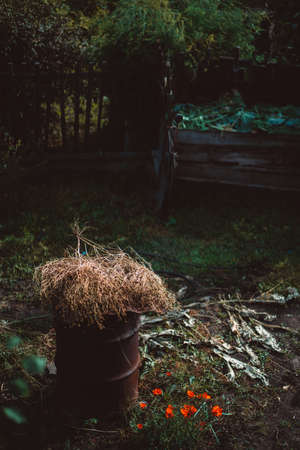 A vertical shot of a rusty cylindrical garbage vat in a vegetable garden full of dry autumn grass to be burned, next to it is a small bush of red poppies, a wooden fence at a distance, sunset on dachaの写真素材
