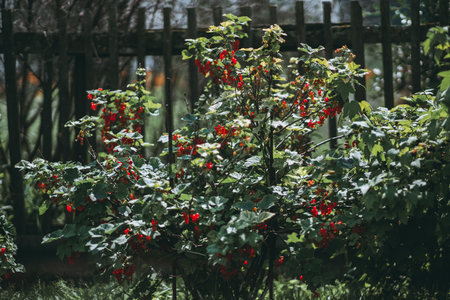 A bush of a red currant berry with a mix of ripe and unripe berriesÂ bunches in the summer garden with old wooden fencing in a defocused backgroundの写真素材