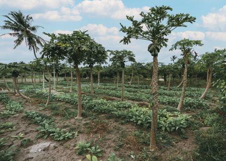 Wide-angle view of a papaya plantation (Carica papaya) towering over radish beds on a warm sunny day, Thoddoo island in Maldivesの写真素材