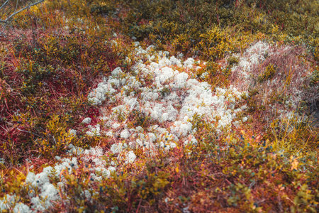 The texture of a ground surface of the deep taiga forest: the thickets of soft white moss surrounded...