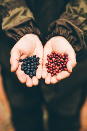 A forester or a farmer in camouflage overalls holding in both hands forest berries: foxberry and...