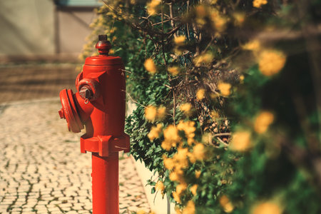 Selective focus on an old red rusty fire hydrant on the street of Lisbon on the paving stone near the hedge and fence with yellow and green flowers on a sunny day; shallow depth of fieldの写真素材