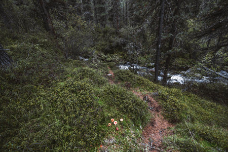 Wide-angle view of a small narrow path in a covert of a conifer taiga forest overgrown with low thickets of lingonberries and blueberries, with several russula mushrooms in the foreground and a brookの写真素材
