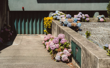 The capture of a ramp that gives access to a garage with a green gate decorated with hydrangeas, whose colors range from pink to blue, born among the stones of the sidewalk and the asphalt of the roadの写真素材