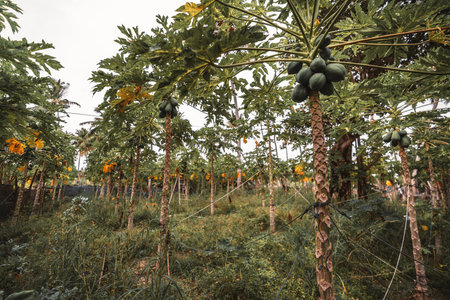 A wide view of the 'Carica papaya' harvesting; Several trees loaded with a lot of unripe papayas distributed on a field connected to each other by several threads of fabric forming websの写真素材