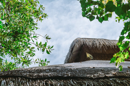 The intricate detail of a traditional thatched roof of a Maldivian tourist dwelling is shot in close-up; The brown thatching form a textured pattern and surrounding green foliage help frame the sceneの写真素材