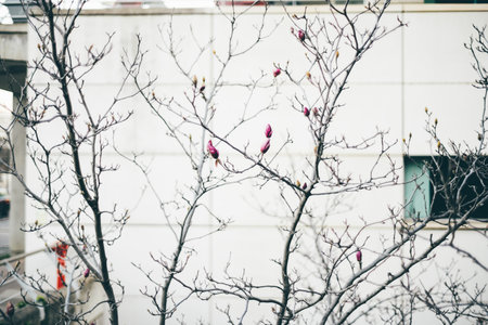 Pink buds adorn a Lisbon tree in late winter. Selective focus highlights their varying sizes, with the largest ready to bloom and bear fruit, adding a touch of hope to the bare branchesの写真素材