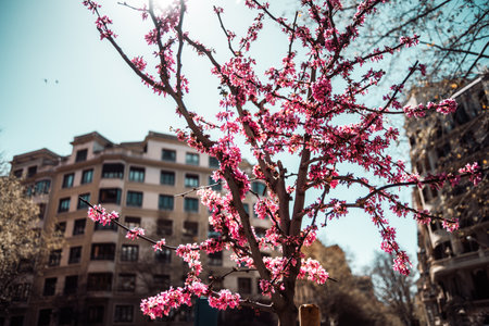 Barcelona; A tree laden with delicate pink flowers takes center stage, embraced by the splendor of an old building. Bathed in warm sunlight and framed by a flawless blue skyの写真素材