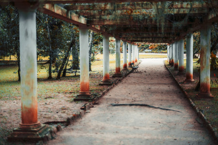 Pergola in a park: a row of columns supporting a roof of beams overgrown with vegetationÂ and moss; selective focus on a bench in the middle in the shadow of the construction; tree roots on the groundの写真素材