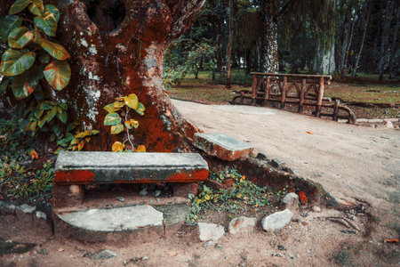 A crossroads of two dirt roads in a tropical public park with a stone bench in the foreground; the intersection of two earth roads in a rainforest with a small bridge and its fencing in the backgroundの写真素材