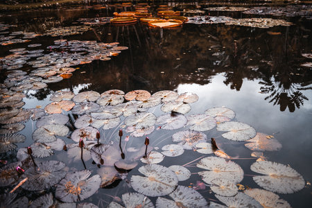 A wide-angle shot of a beautiful pond in a tropical forest overgrown with unblown rose flowers of water lilies; the calm water reflecting the sky, blue tint; Botanic Garden, Rio de Janeiroの写真素材