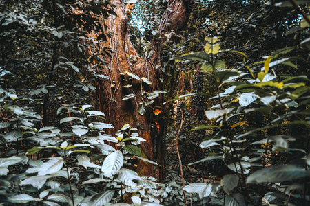 Close-up view of dense tropical forest vegetation with large leaves and a massive tree trunk covered...