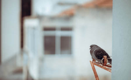 Selective focus on a pigeon perched on a rusty metal structure with a blurred urban background. Ideal for urban wildlife or city-themed content with a copy space area on the left; Lisbon, Portugalの写真素材