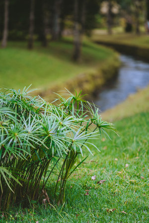 A lush green plant with long, thin leaves grows by the edge of a winding stream in a park. The background features soft-focus trees and grass, creating a tranquil, natural sceneの写真素材
