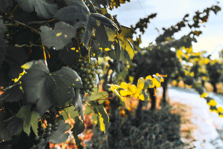Close-up of grapevines in a vineyard, showcasing clusters of green grapes and lush leaves, bathed in sunlight. The blurred background emphasizes the depth and natural beauty of the vineyardの写真素材