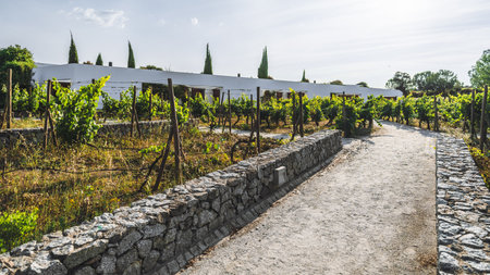 A scenic vineyard with lush green grapevines growing on trellises, surrounded by stone walls and a dirt path. The background features a modern white building and tall cypress trees, under a clear skyの写真素材
