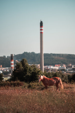A horse stands in a grassy field under a clear sky with two industrial chimneys in the background. The horse is illuminated by sunlight, with a small town and greenery surrounding the sceneの写真素材