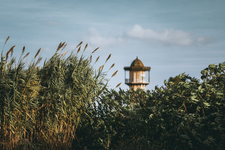 Selective focus on lush green vegetation in the foreground with tall reeds swaying under sunlight. A blurred lighthouse with a classic dome is visible in the background under a blue skyの写真素材
