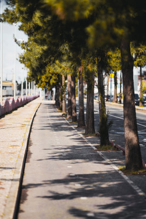 Tree-lined bicycle lane running parallel to a city sidewalk and road. Tall trees cast long shadows on the asphalt, creating a natural corridor in an urban environmentの写真素材