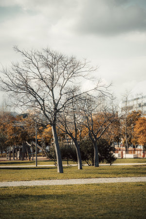 Leafless trees in a public park with green grass and paved walkways. Autumn-colored trees in the background contrast with the gray sky. Urban environment with playground and benchesの写真素材