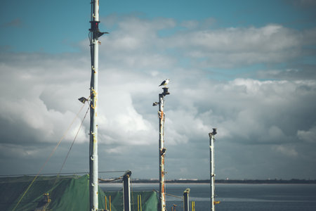 A seagull perched atop a rusty metal pole against a cloudy sky over calm water, maritime atmosphere with weathered structures, tranquil ocean scenery, horizontal composition, telephoto shotの写真素材