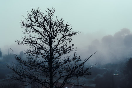 A leafless tree silhouette against a misty, foggy landscape with blurred background, capturing a...