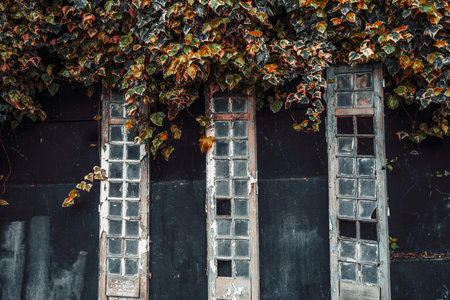 Old wooden backdrop: window frames with small square glass panes leaning against a dark wall, overgrown with vibrant ivy leaves in autumn colors of green, orange, and yellow; low-key shotの写真素材