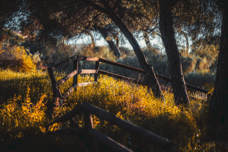 Scenic woodland trail with rustic wooden fence and golden sunlight illuminating wildflowers and tall grass beneath pine trees in a serene natural forest setting at sunsetの写真素材