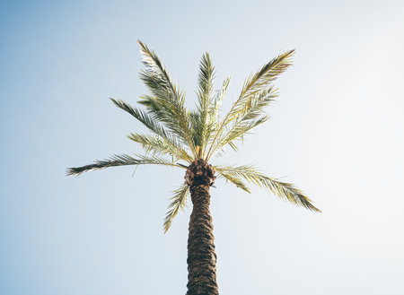 Tall tropical palm tree with long, slender green fronds reaching out symmetrically against a clear blue sky, captured from a low angle on a bright, sunny dayの写真素材