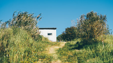 Small white shed at the end of a grassy path, surrounded by lush vegetation and trees, with a loquat tree visible in the distance under a vivid blue sky and bright sunlightの写真素材