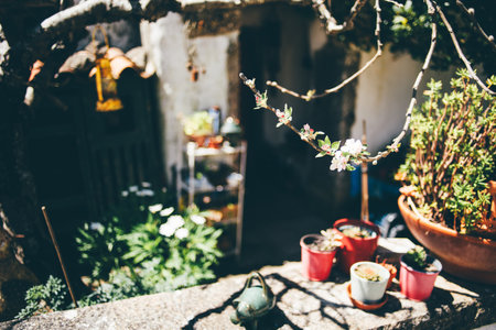 Delicate blooming branch in sharp focus extends into the frame with a blurred rustic courtyard in the background, featuring potted succulents, flowering plants, soft sunlight in serene garden settingの写真素材