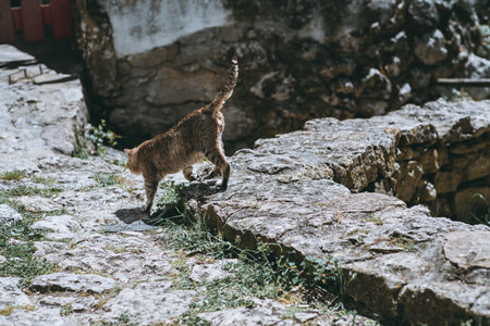 Striped tabby cat walking on ancient stone pavement in a rustic village setting, with sunlight highlighting its fur and textured old stone walls creating a charming countryside atmosphereの写真素材