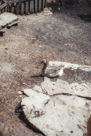 Farmyard scene with a domestic goose resting on dry, sunlit soil beside rough-cut stone slabs, set against a rustic wooden fence background evoking rural life and traditional farmingの写真素材