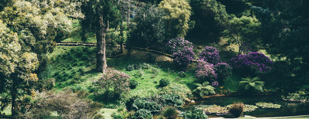Panoramic view of a serene botanical garden with a small lily pond, vibrant flowering bushes in full bloom, and tall trees casting dappled shadows across the lush green landscapeの写真素材
