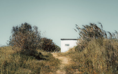 Minimalist rural scene with a white house partially hidden by overgrown grass and trees under a clear sky, captured in selective focus; a nespereira (loquat tree) with fruit appears in the backgroundの写真素材