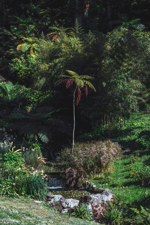 Vertical telephoto shot of lush botanical garden with dense greenery, a small cascading stream, and a tall tree fern with reddish fronds standing out among rich foliage under dapplの写真素材