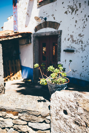 Selective focus on a potted green plant atop a rustic stone wall, with a blurred background of a weathered white house featuring a red door, blue painted base, and textured plaster facadeの写真素材