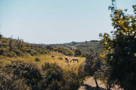 Two donkeys grazing peacefully in a sunlit meadow surrounded by bushes and rolling hills, with a wooden fence in the distance and soft natural lighting under a clear blue skyの写真素材